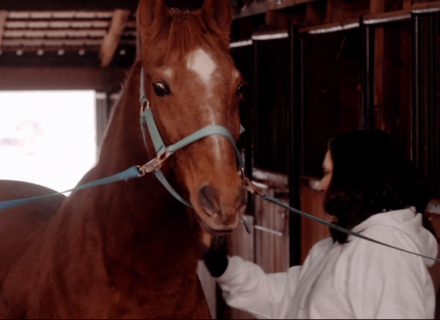 Horse being pet by a black-haired woman